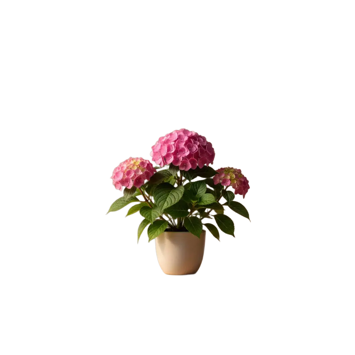 A close-up of a pink hydrangea flower head with green leaves growing in a mulched garden bed.